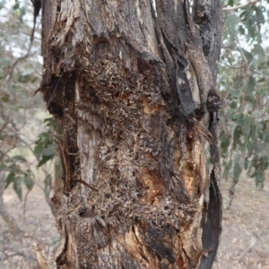 Papyrius nitidus at Hume, ACT - 14 Oct 2018