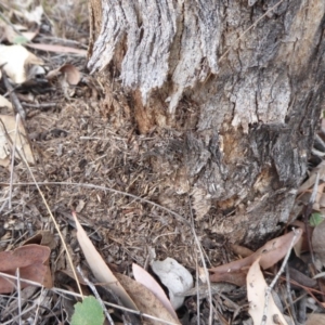 Papyrius nitidus at Hume, ACT - suppressed