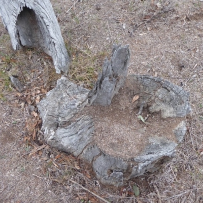 Papyrius nitidus (Shining Coconut Ant) at Jerrabomberra, ACT - 14 Oct 2018 by Christine