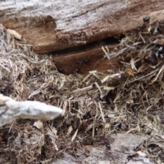 Papyrius nitidus (Shining Coconut Ant) at Jerrabomberra Grassland - 14 Oct 2018 by Christine