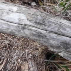 Papyrius nitidus at Jerrabomberra, ACT - suppressed