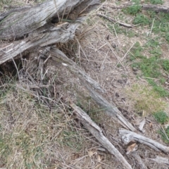 Papyrius nitidus at Jerrabomberra, ACT - suppressed