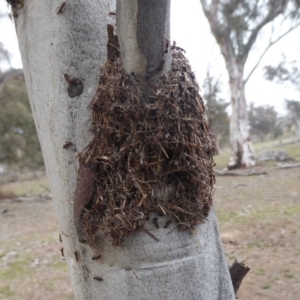 Papyrius nitidus at Jerrabomberra, ACT - suppressed