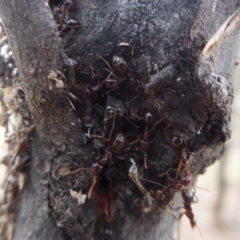 Papyrius nitidus at Jerrabomberra, ACT - suppressed