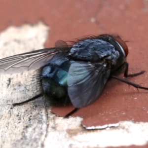 Calliphora sp. (genus) at Ainslie, ACT - 13 Oct 2018