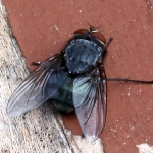 Calliphora sp. (genus) at Ainslie, ACT - 13 Oct 2018