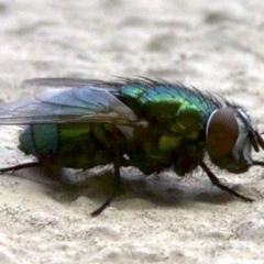 Lucilia cuprina (Australian sheep blowfly) at Ainslie, ACT - 15 May 2018 by jbromilow50