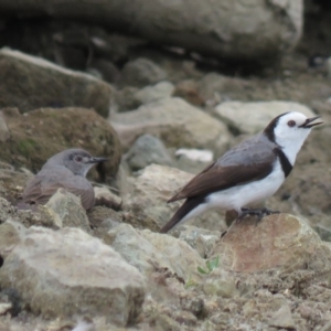 Epthianura albifrons at Yarralumla, ACT - 14 Oct 2018