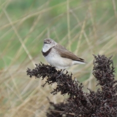 Epthianura albifrons at Yarralumla, ACT - 14 Oct 2018