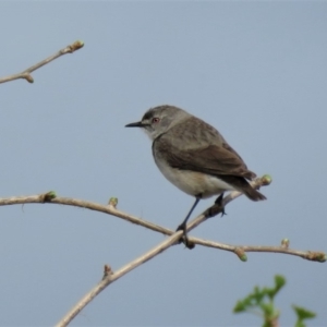 Epthianura albifrons at Yarralumla, ACT - 14 Oct 2018