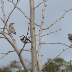 Epthianura albifrons at Yarralumla, ACT - 14 Oct 2018 04:49 PM