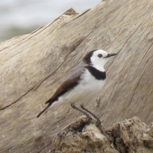 Epthianura albifrons at Yarralumla, ACT - 14 Oct 2018