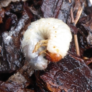 Scarabaeidae (family) at Flynn, ACT - 16 Oct 2018