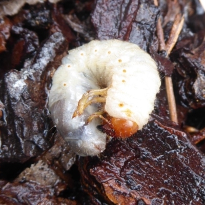 Scarabaeidae (family) (Scarab beetle, curl grub) at Flynn, ACT - 16 Oct 2018 by Christine