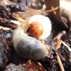 Scarabaeidae (family) at Flynn, ACT - 16 Oct 2018 01:20 PM