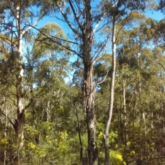 Eucalyptus viminalis (Ribbon Gum) at Paddys River, ACT - 13 Sep 2018 by PeteWoodall