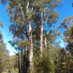 Eucalyptus viminalis at Paddys River, ACT - 13 Sep 2018