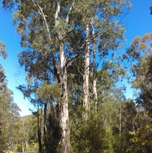 Eucalyptus viminalis at Paddys River, ACT - 13 Sep 2018 01:42 PM