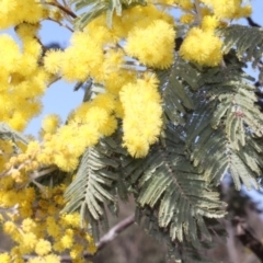 Acacia dealbata subsp. subalpina (Monaro Silver-wattle) at Forde, ACT - 14 Sep 2018 by PeteWoodall