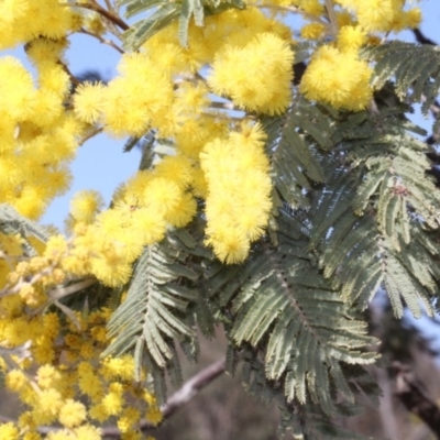 Acacia dealbata subsp. subalpina (Monaro Silver-wattle) at Forde, ACT - 14 Sep 2018 by PeteWoodall