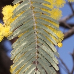 Acacia dealbata subsp. subalpina at Forde, ACT - 14 Sep 2018 09:42 AM