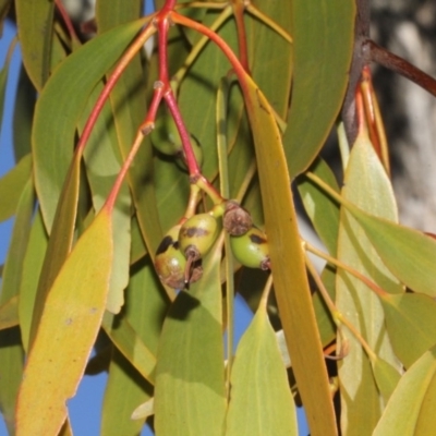 Amyema miquelii (Box Mistletoe) at Forde, ACT - 13 Sep 2018 by PeteWoodall