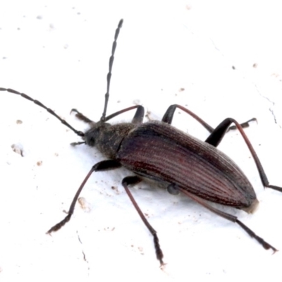 Homotrysis cisteloides (Darkling beetle) at Lake Burley Griffin West - 15 Oct 2018 by jbromilow50