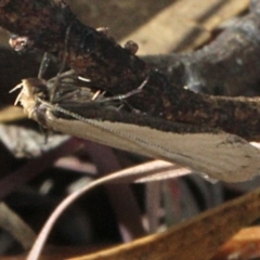 Philobota mathematica group undescribed species. (A concealer moth) at Amaroo, ACT - 14 Sep 2018 by PeteWoodall