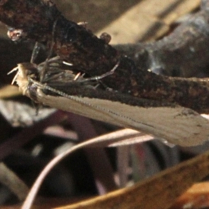 Philobota mathematica group undescribed species. at Amaroo, ACT - 14 Sep 2018