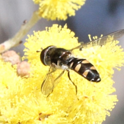 Melangyna viridiceps (Hover fly) at Mulligans Flat - 13 Sep 2018 by PeteWoodall