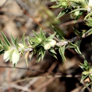 Melichrus urceolatus at Amaroo, ACT - 14 Sep 2018