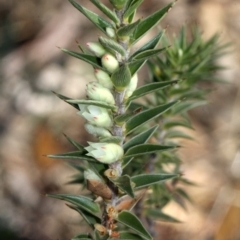 Melichrus urceolatus at Amaroo, ACT - 14 Sep 2018