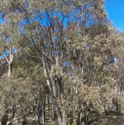 Eucalyptus macrorhyncha (Red Stringybark) at Mulligans Flat - 14 Sep 2018 by PeteWoodall