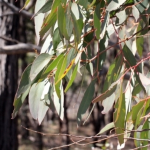 Eucalyptus macrorhyncha at Mulligans Flat - 14 Sep 2018