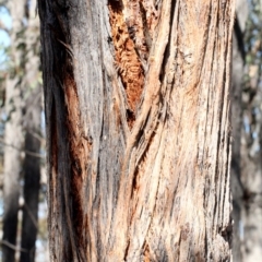 Eucalyptus macrorhyncha at Mulligans Flat - 14 Sep 2018