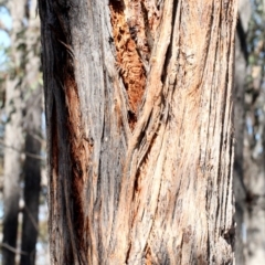 Eucalyptus macrorhyncha at Amaroo, ACT - 14 Sep 2018