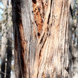 Eucalyptus macrorhyncha at Amaroo, ACT - 14 Sep 2018