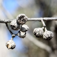 Eucalyptus macrorhyncha at Amaroo, ACT - 14 Sep 2018