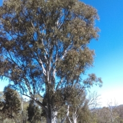 Eucalyptus mannifera (Brittle Gum) at Mulligans Flat - 14 Sep 2018 by PeteWoodall