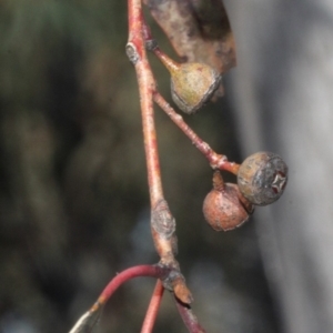 Eucalyptus mannifera at Mulligans Flat - 14 Sep 2018 10:36 AM