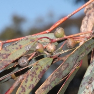 Eucalyptus mannifera at Mulligans Flat - 14 Sep 2018 10:36 AM