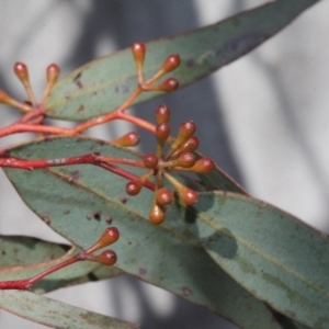 Eucalyptus mannifera at Mulligans Flat - 14 Sep 2018 10:36 AM