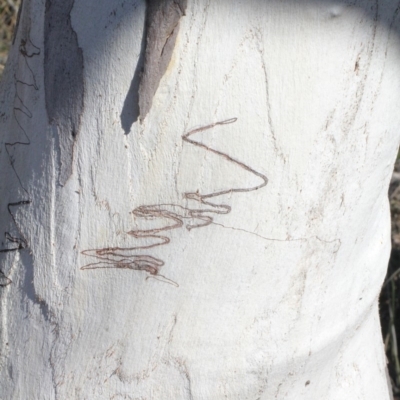 Eucalyptus rossii (Inland Scribbly Gum) at Amaroo, ACT - 14 Sep 2018 by PeteWoodall
