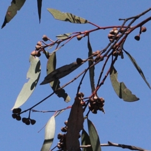 Eucalyptus rossii at Amaroo, ACT - 14 Sep 2018