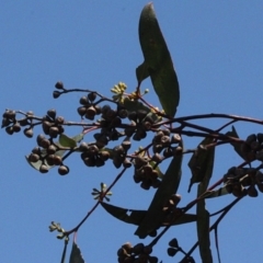 Eucalyptus rossii at Amaroo, ACT - 14 Sep 2018