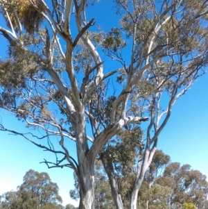 Eucalyptus melliodora at Mulligans Flat - 14 Sep 2018