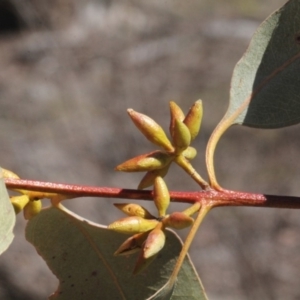 Eucalyptus melliodora at Mulligans Flat - 14 Sep 2018