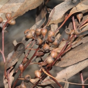 Eucalyptus melliodora at Mulligans Flat - 14 Sep 2018