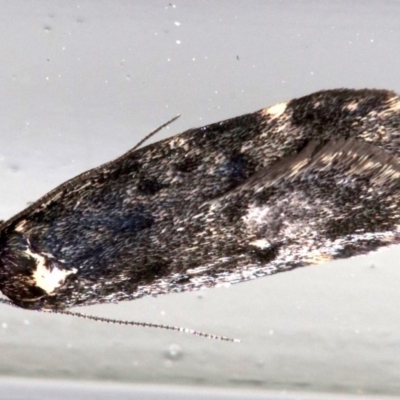 Barea codrella (A concealer moth) at Ainslie, ACT - 13 Oct 2018 by jb2602