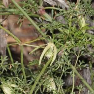 Clematis leptophylla at Forde, ACT - 14 Sep 2018 10:55 AM